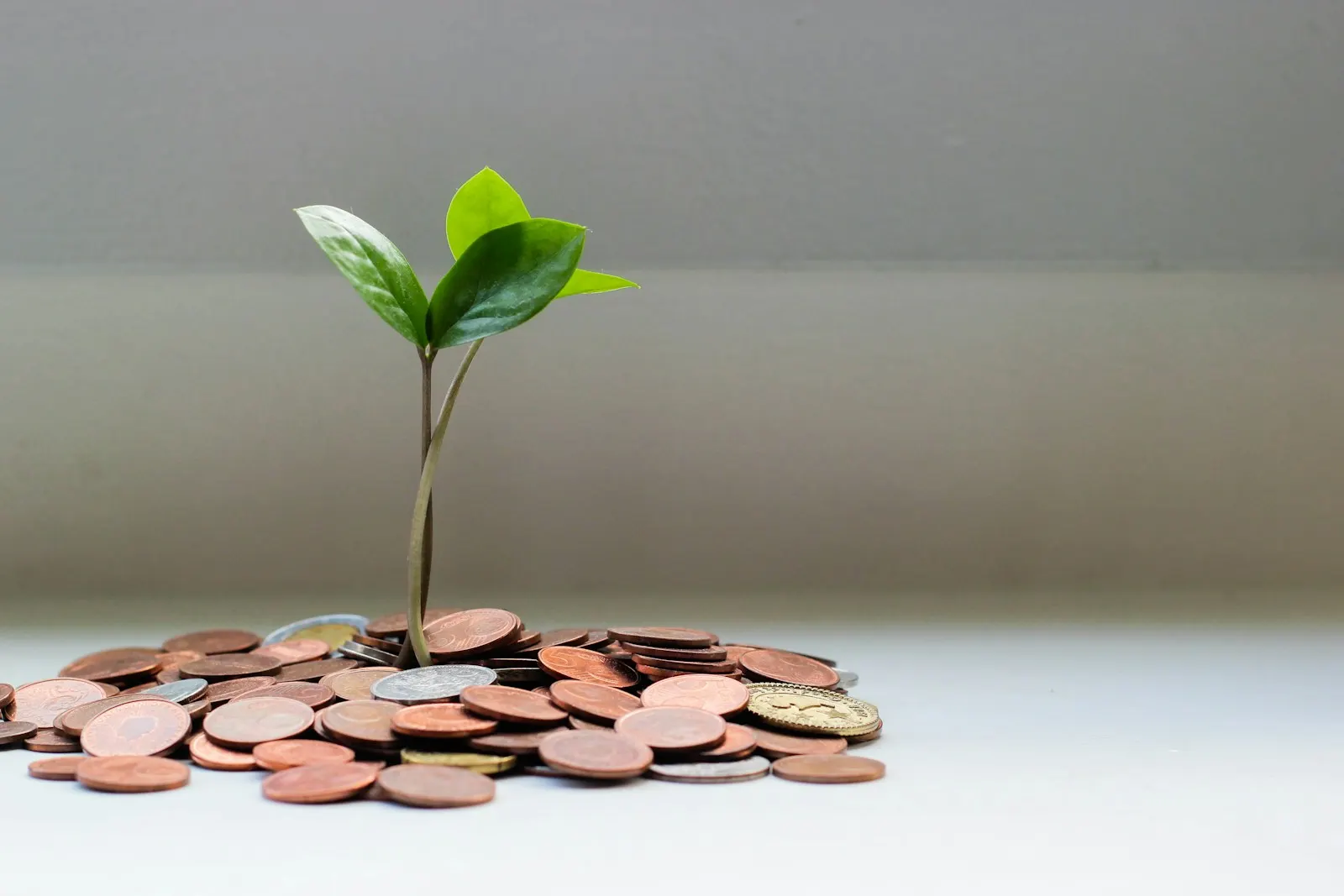 Optimisation fiscale